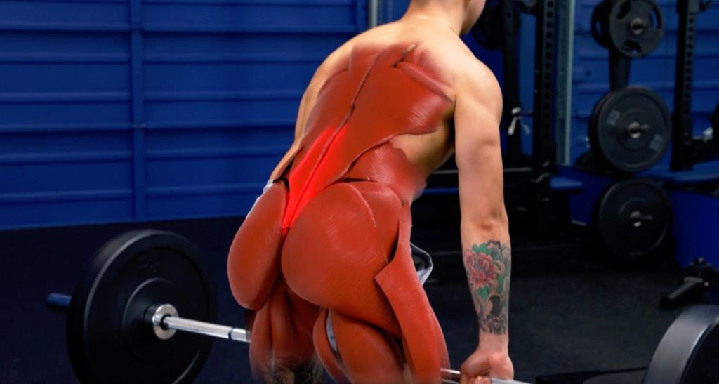 deadlift muscles worked